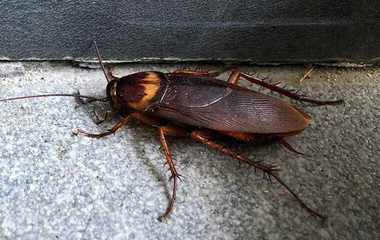 american cockroach in basement of home