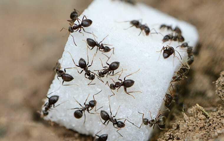 a colont of ants on a suger cube in las vegas