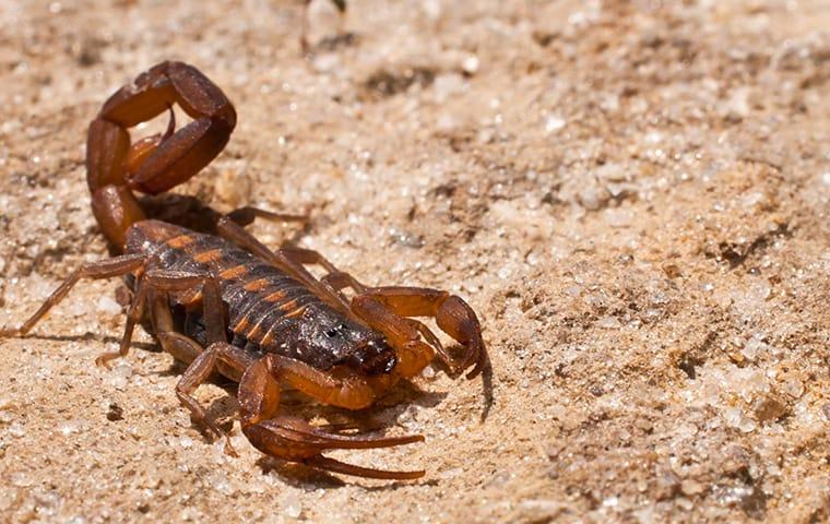 a bark scorpion a endangering las vagas nevada property