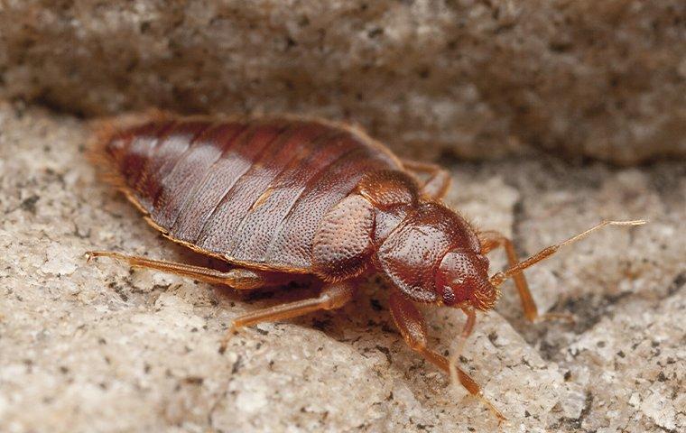 a bed bug infesttaion in a mattress