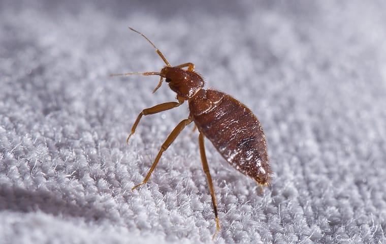 a bed bug infestation throughout a set of las vagas nevada sheets