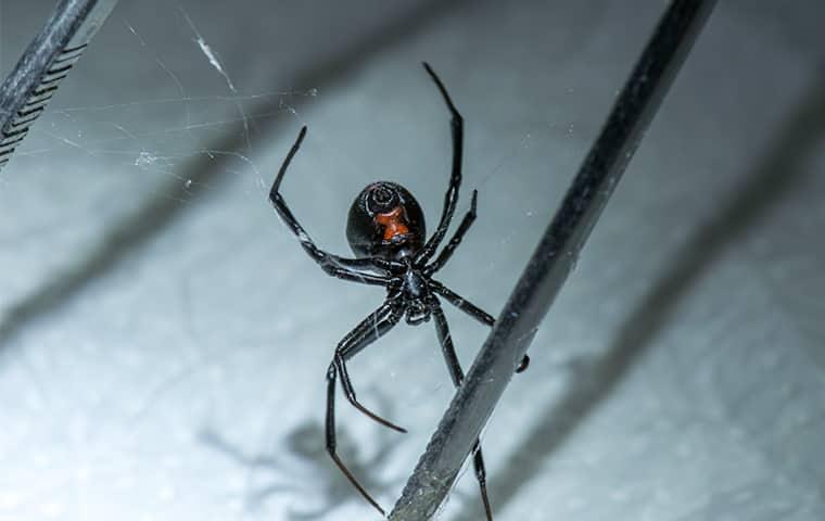 black widow spider crawling in a home