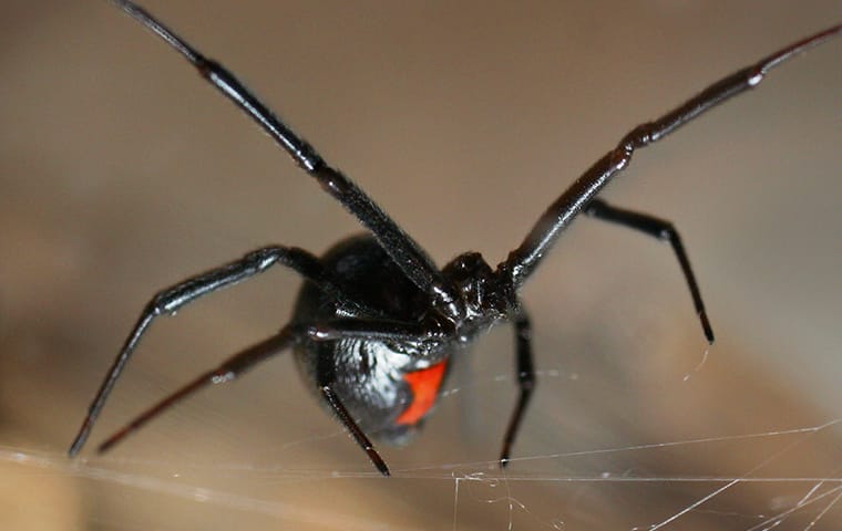 black widow spider on a web in a moapa nv yard