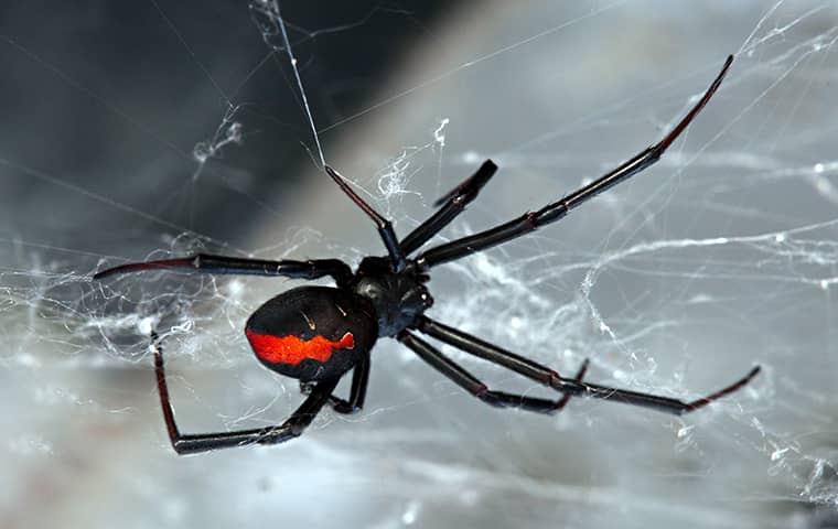 a black widow spider in a home