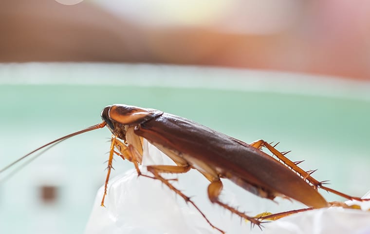 close up of a cockroach in a mesquite nevada kitchen