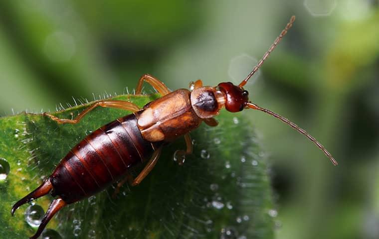 an earwig crawling on a leaf