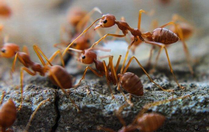 a cluster of fire ant crawling on dallas landcaping