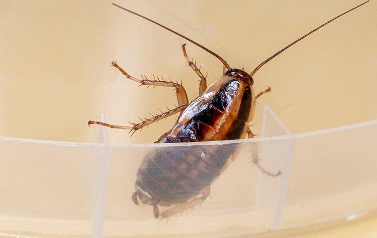 a german cockroach crawling in kitchen