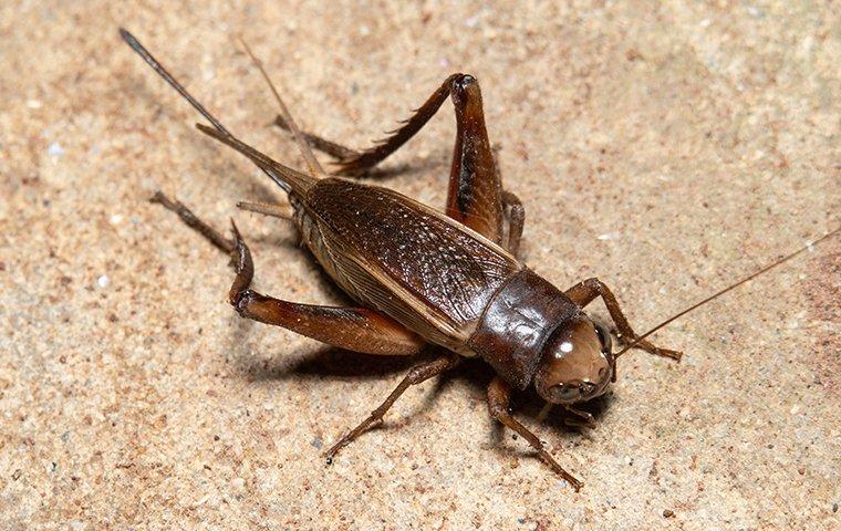 a house cricket crawling on a tile floor