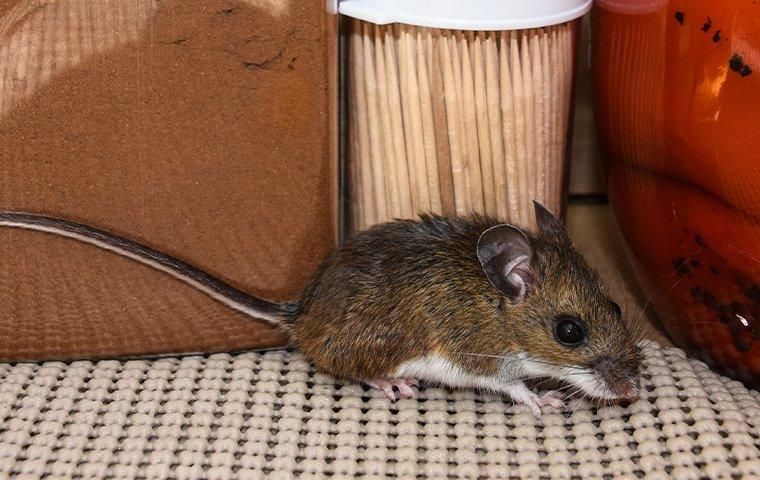 a house mouse raiding a pantry