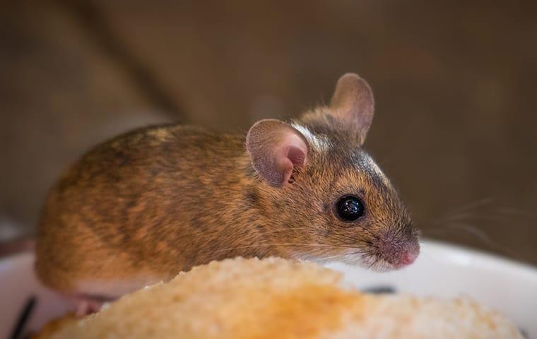 a  house mouse inside of a dallas texas home during winter