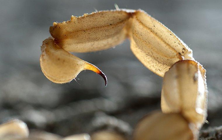 scorpion tail about to sting