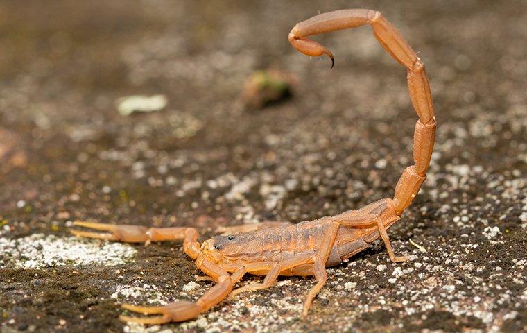 a striped bark scorpion crawling on the ground