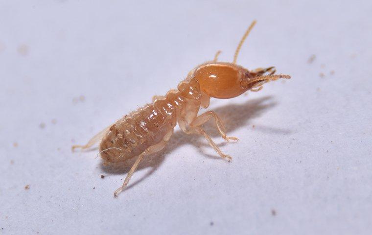 a termite crawling on white surface