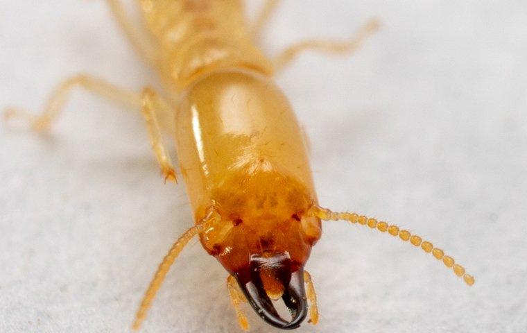 close up of termite face