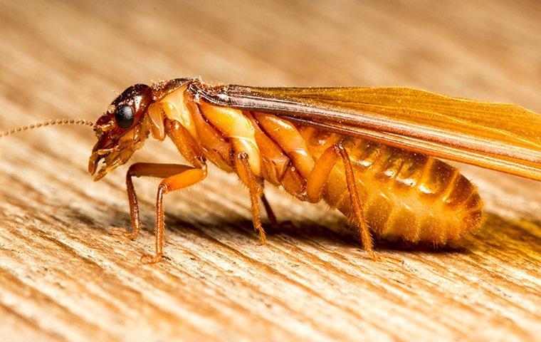 termite swarmer on wood