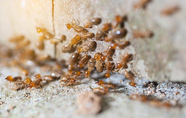 Tag - termites in texas