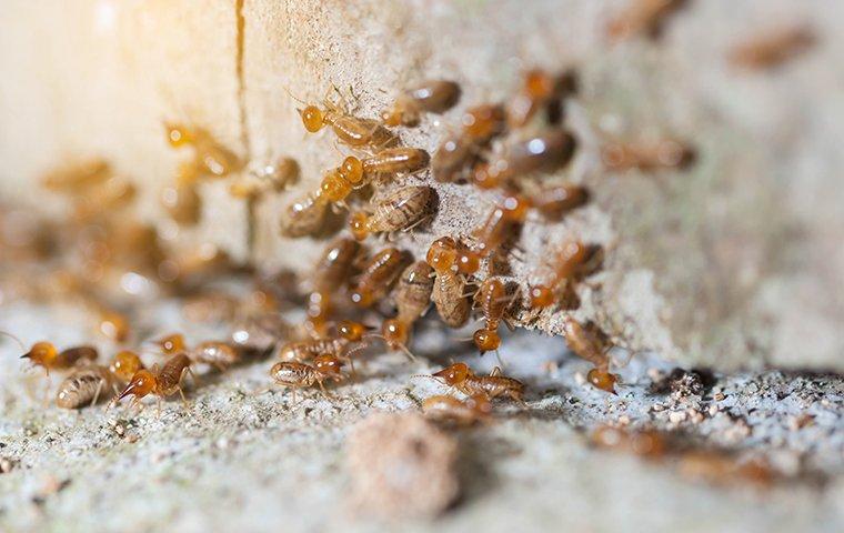 termites crawling on wall