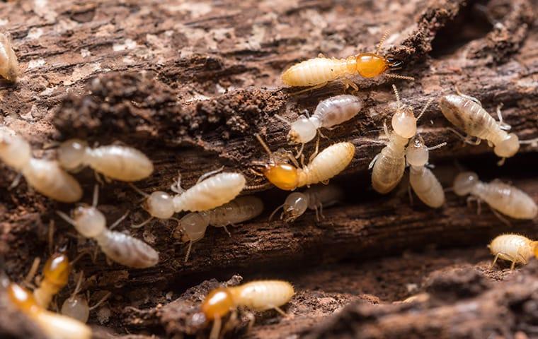 a large cluster of swarming termites dmaging a wooden structure in a dallas texas home