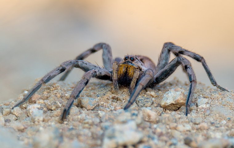 wolf spider crawling on ground