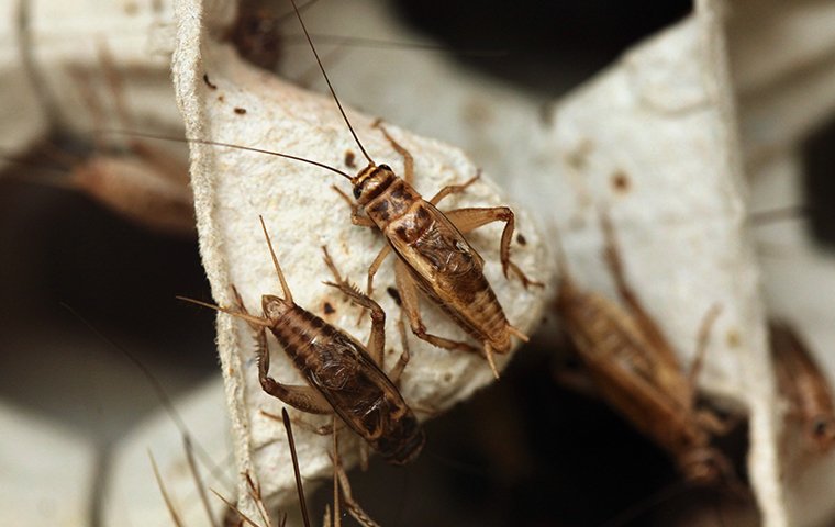 Cricket Identification Crickets In Dallas Fort Worth Las Vegas