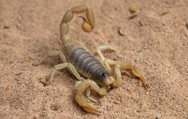 a desert hairy scorpion in a back yard