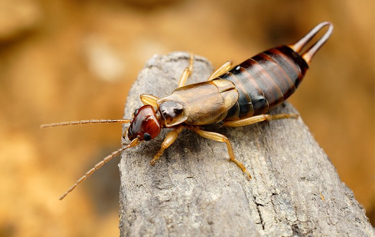 an earwig resting on a wooden branch outside of a home in las vegas nevada