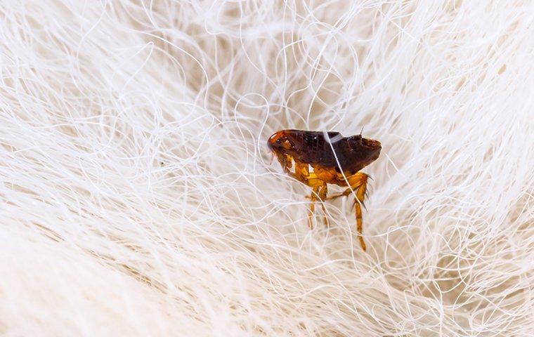 a flea crawling on a dog inside of a home in dallas texas