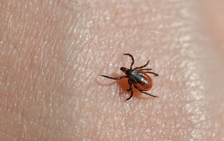 a tick crawling on a homeowner inside of a home in fort worth texas