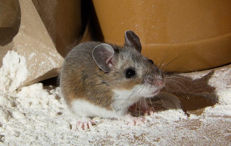a house mouse in a pantry