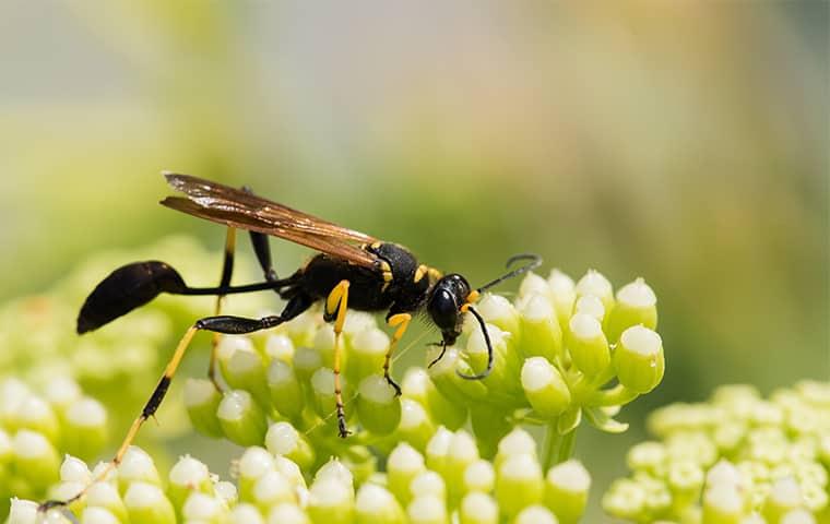 a mud dauber on a plant in a front yard