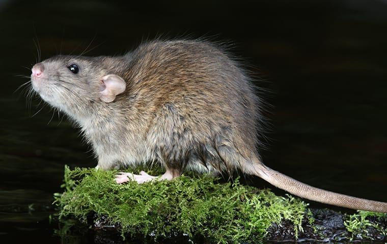 a norway rat in a back yard