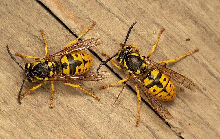 Stinging Insect Guide Bees Wasps In Dallas Fort Worth Las Vegas