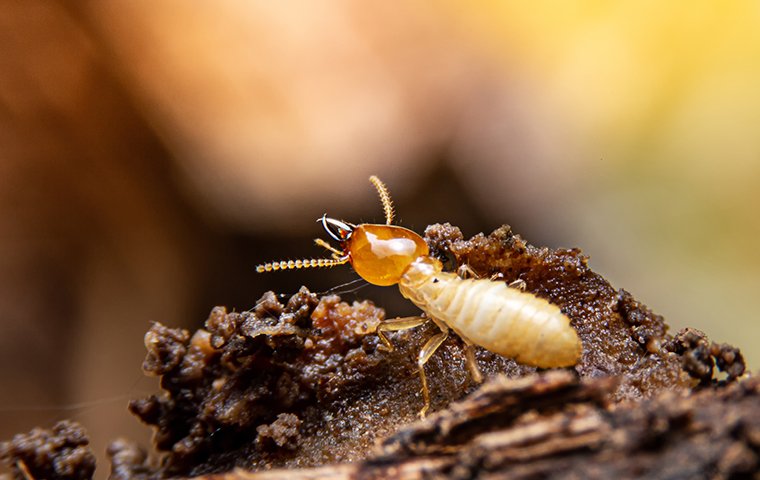 Termite Control In Las Vegas Nv Dallas Tx Evolve Pest Control