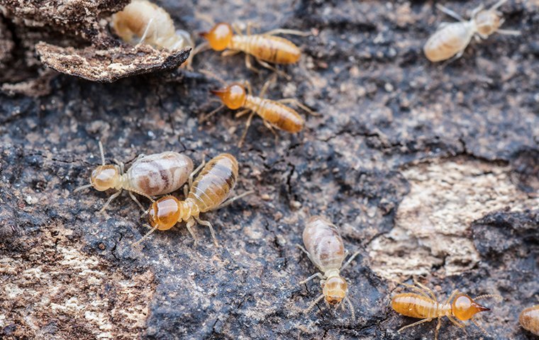 Termite Identification In Las Vegas Nv Dallas Tx Evolve Pest Control