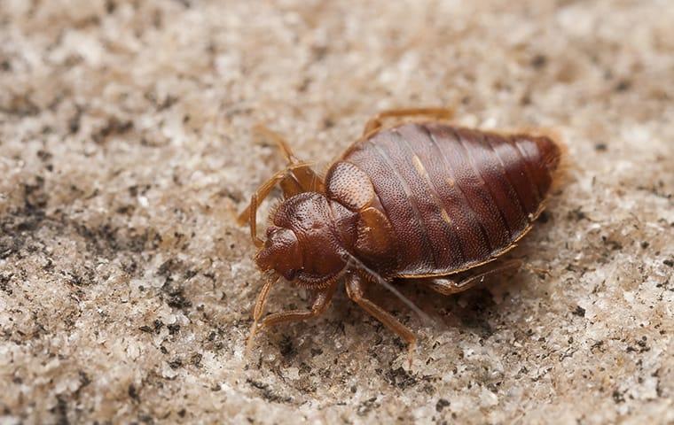 a bed bug on a carpet in a home in memphis tennessee