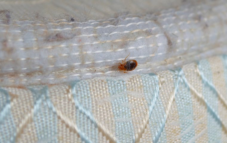 a bed bug on a mattress in a home in memphis tennessee