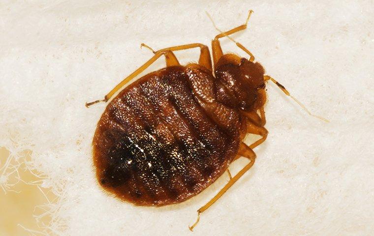 How to Find Bed Bugs