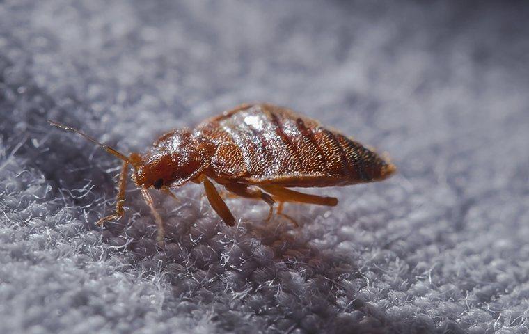 A bed bug crawling on a pillow.