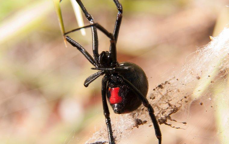 a black widow spider in its web outside