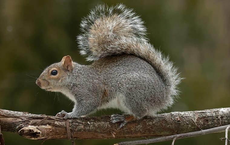 Keep Squirrels Out Of Your Memphis Home a squirrel on a tree branch outside of a home in memphis tennessee
