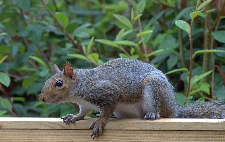 gray squirrel on patio