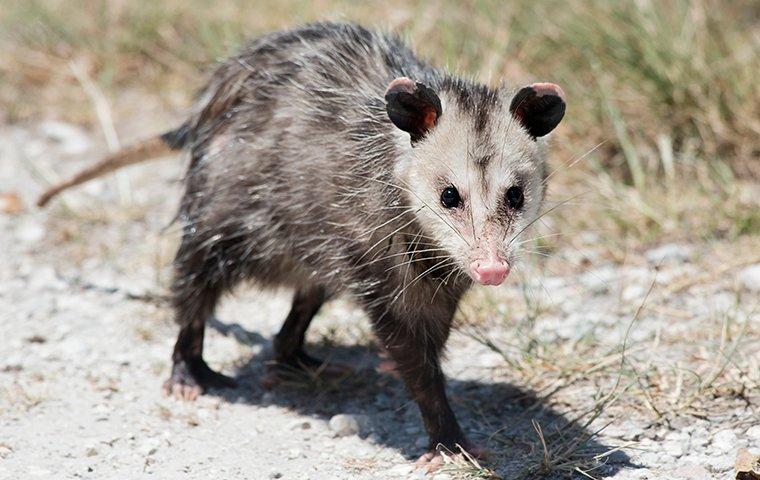 opossum walking on a rocky driveway