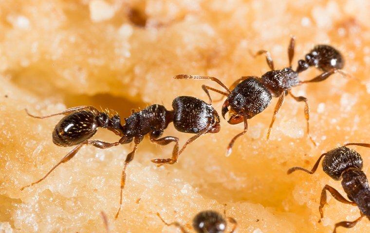 pavement ants lunching on crumbs in a memphis home