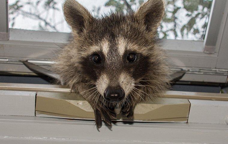 raccoon coming inside house