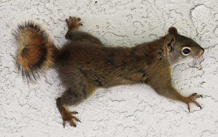 a squirrel crawling along the walls of an attic in memphis tennessee