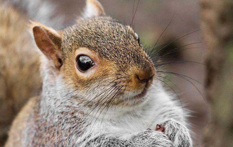 squirrel eating food in a yard