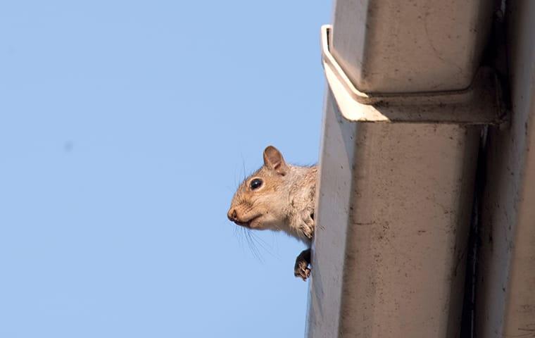 a squirrel on a roof in memphis tennessee residential home