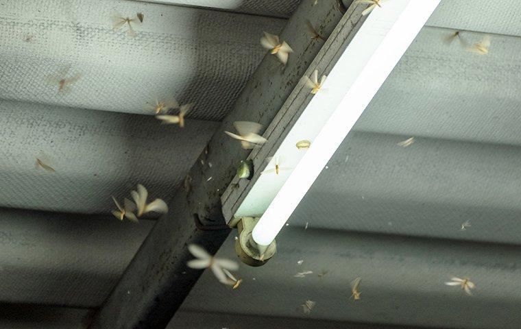 termites swarming around home