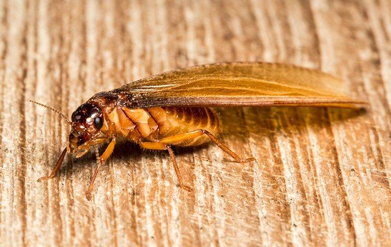 a termite swarmer alate crawling on a wooden table